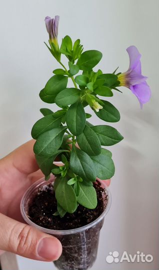 Калибрахоа