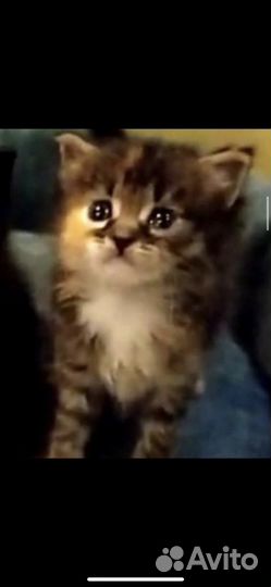 Котята с помойки