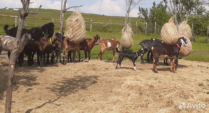 Рептух-кормушка-сетка для сена и поводок (чомбур)