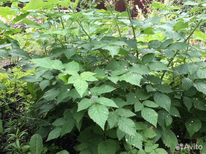 Красная ремонтантная малина