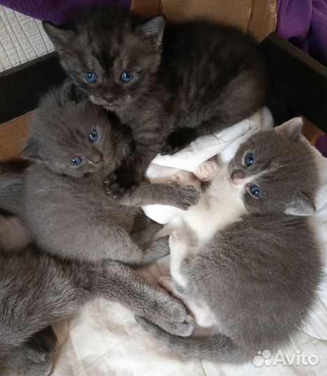 Котята в добрые руки