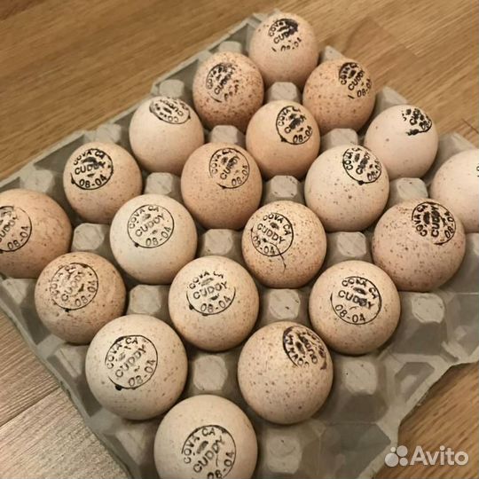 Инкубационное яйцо