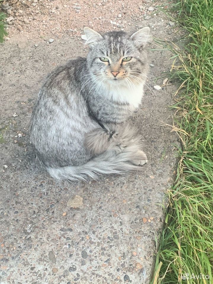 Кот в добрые руки