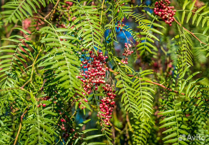 Перуанский перец (Шинус мягкий), семена