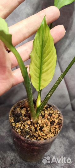 Спатифиллум милк Гофра взрослая