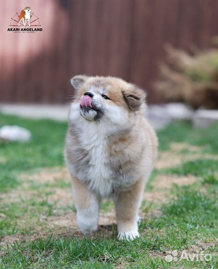 Акита-ину. Очаровательный длинношерстный мальчик