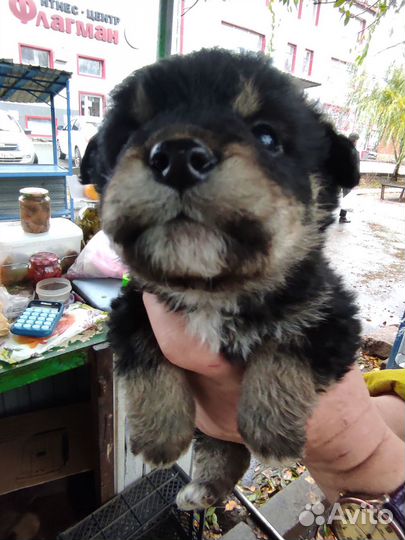 Щенки, 1,5месяца