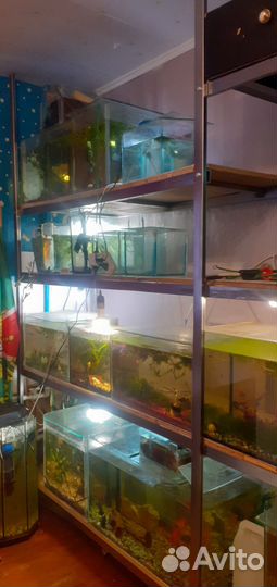 Аквариумные рыбки