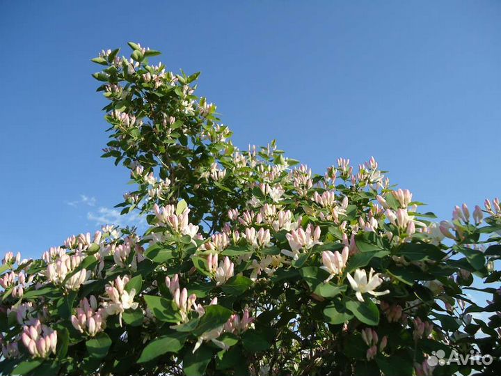 Жимолость татарская. Саженцы для изгороди