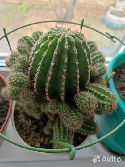 Большой кактус