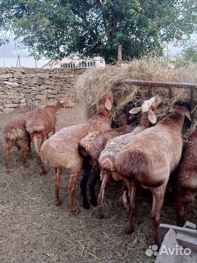 Овцы матки ягнята бараны