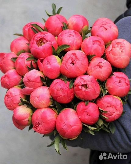 Пионы Цветы Доставка