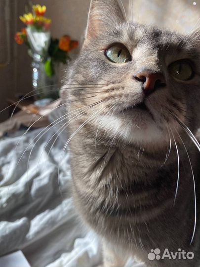 Кошка в дар