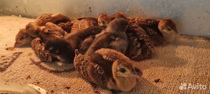 Продаются павлинята