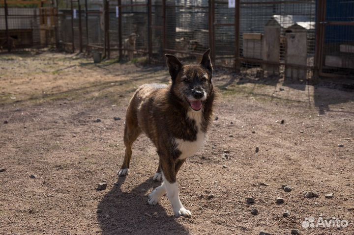 Отдам в добрые руки