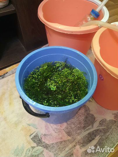 Аквариумная прополка