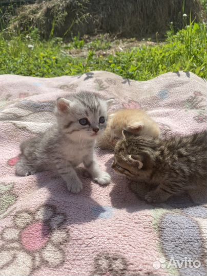 Котята от шиншиллы
