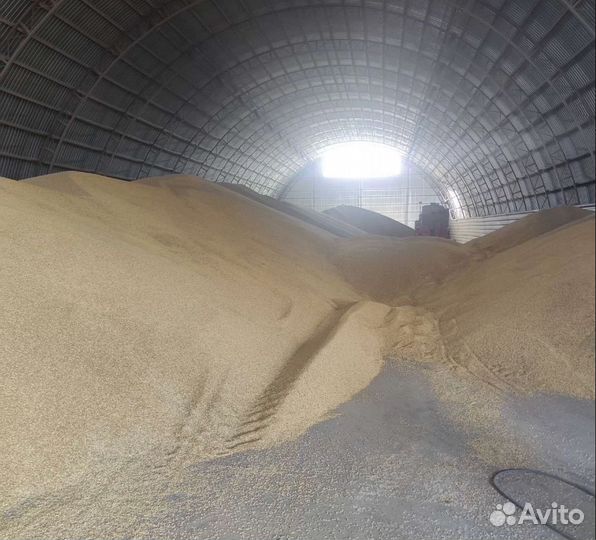 Рожь яровая, Ячмень яровой на корм