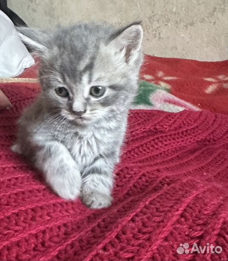 Продам котят