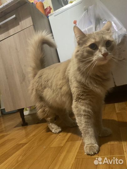 Отдам кота в добрые руки