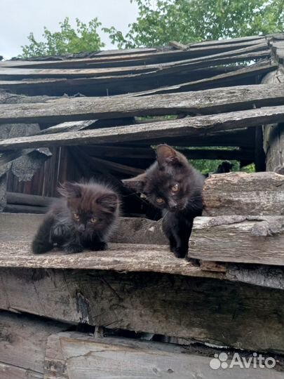 Котята в добрые руки бесплатно