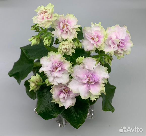 Фиалки мини и полумини