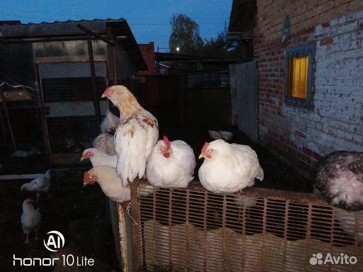 Молодые петушки