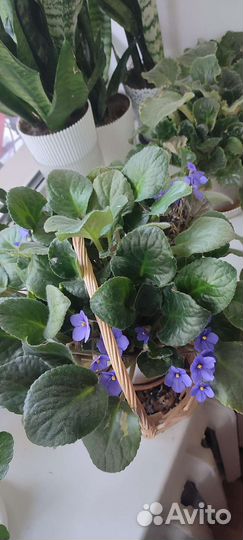 Фиалка листок