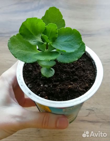 Каланхоэ махровый каландива