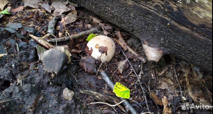 Гриб Веселка (Москва Муэр пория Эноки Рейши Эноки