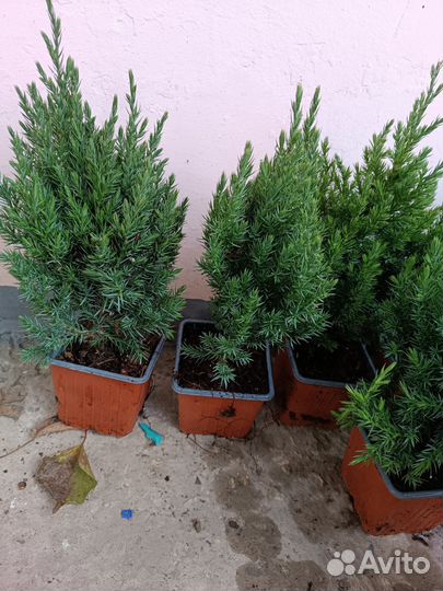 Можжевельник китайский Стрикта