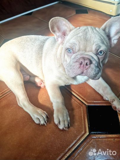 Бульдржек не реальной красоты