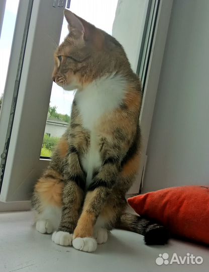 Котенок в дар