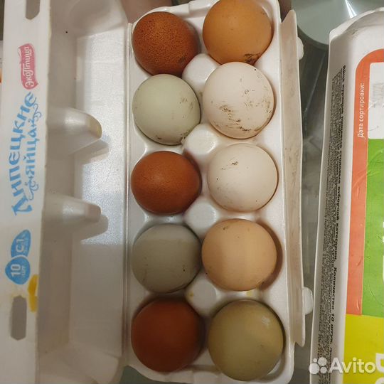 Инкубационное яйцо от породных кур