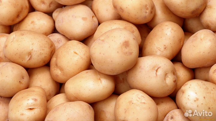 Картофель кормовой