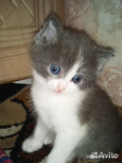 Котята