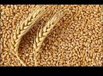 Зерно пшеница ячмень овёс крс