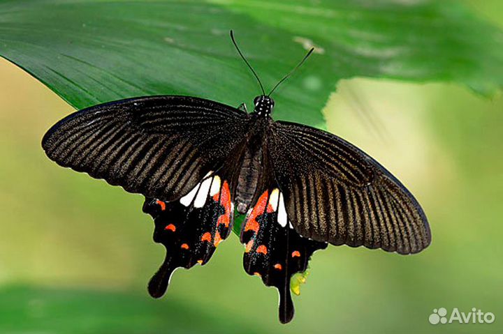 Праздники и развлечение
