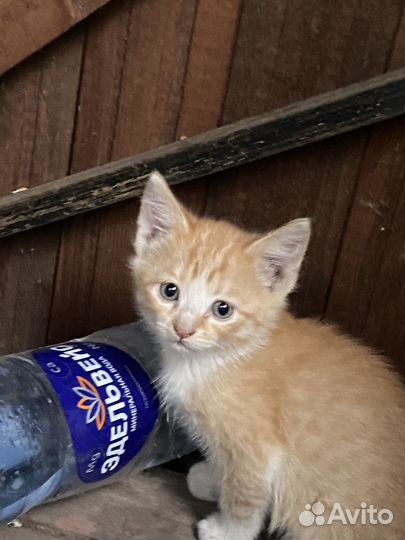 Котята девочка