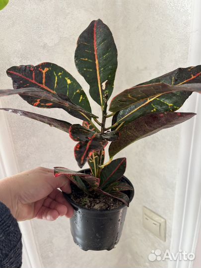 Домашние растения цветы