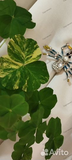 Алоказия Оксалис вариегатный