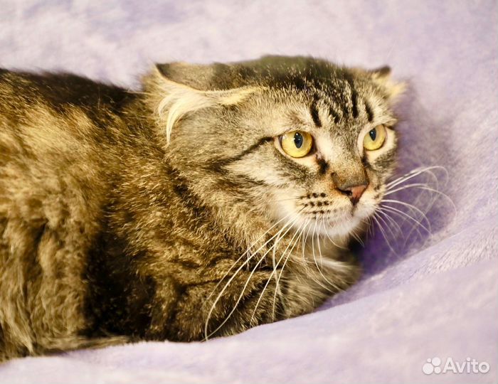 Василий - красавец сибиряк в добрые руки