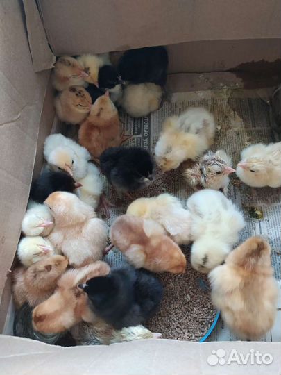 Цыплята и Инкубационное яйцо