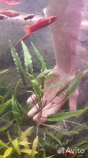 Криптокорина вендта