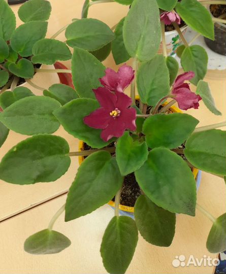 Цветущие фиалки