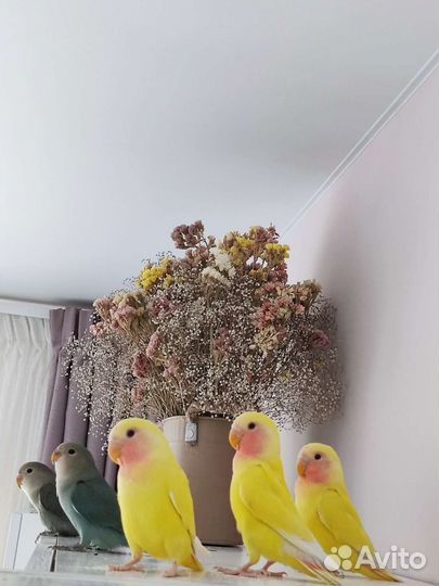 Птенцы попугая неразлучника домашнего выводка