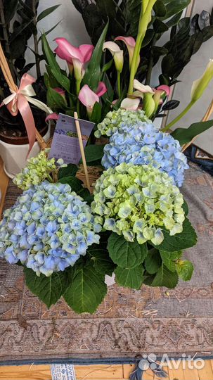 Гортензия, цветет в горшке