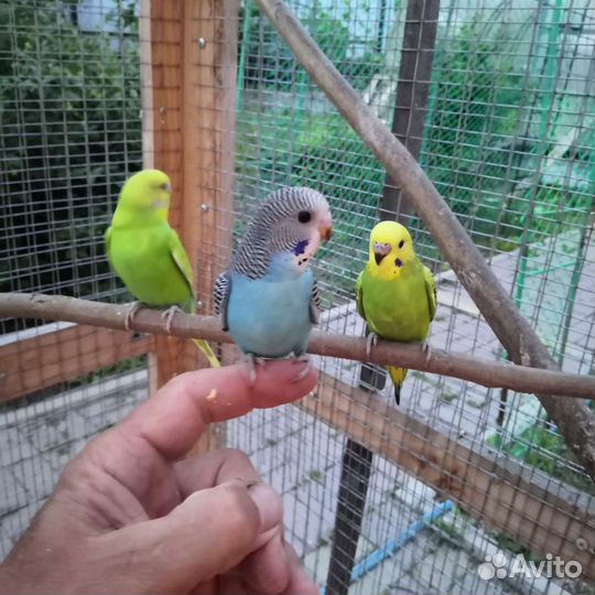 Волнистые попугаи