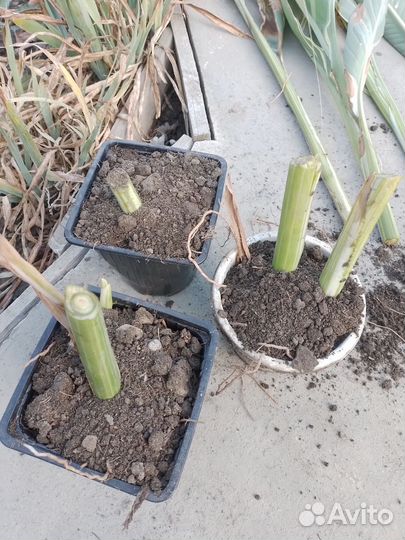 Канны Штутгарте