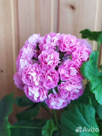 Пеларгонии розебудные